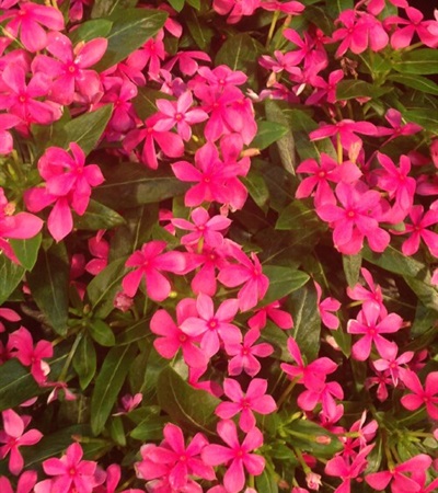 Vinca Soiree Ka•wa•i•i® Pink